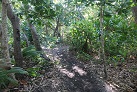Wanderung den Dschungelpfad entlang