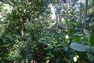 Wanderung den Dschungelpfad entlang