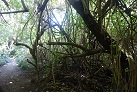 Wanderung den Dschungelpfad entlang