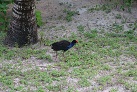 Pukeko