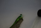 Iguana