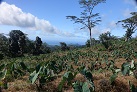 Landschaft auf Upolu