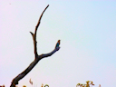 Im Wildpark
