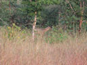 Im Wildpark