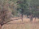 Im Wildpark