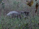 Im Wildpark