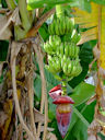 Bananen