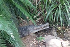 Madras Crocodile Bank bei Mahabalipuram