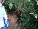 Orang Utan im Regenwald Sumatras