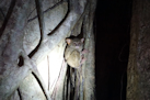 Tarsier im Urwald bei Tangkoko