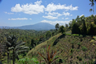 Landschaft bei Tangkoko