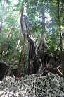 Green Grotto Caves