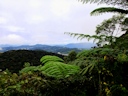 Auf dem Gunung Brinchang