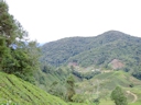 Auf dem Gunung Brinchang