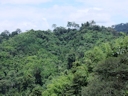 Landschaft auf dem Weg in die Cameron Highlands