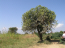 Auch die Vegetation in Bagan ist faszinierend