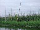 Gemüsepflanzung auf dem Wasser