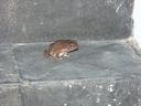 Ein Frosch bewacht den Aufgang zu meinem Hotelzimmer
