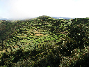Gemüseterrassen in der Provinz Benguet