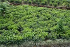 Glenloch-Teeplantage
