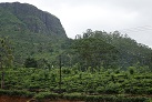 Glenloch-Teeplantage