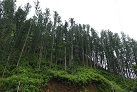 Landschaft entlang der A5 nach Kandy