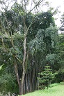 Botanischer Garten in Peradeniya