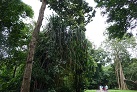 Botanischer Garten in Peradeniya