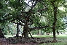 Botanischer Garten in Peradeniya