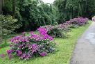 Botanischer Garten in Peradeniya