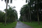 Botanischer Garten in Peradeniya
