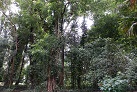 Botanischer Garten in Peradeniya
