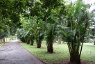 Botanischer Garten in Peradeniya