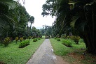 Botanischer Garten in Peradeniya