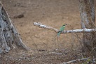 Im Yala-Nationalpark