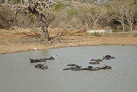 Im Yala-Nationalpark
