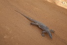Im Yala-Nationalpark