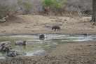 Im Yala-Nationalpark