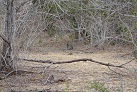 Im Yala-Nationalpark