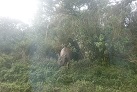 Sambar-Hirsch