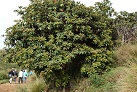 In den Horton Plains
