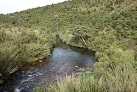 In den Horton Plains