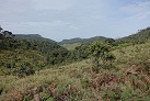 In den Horton Plains