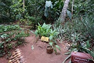 Im Herbs and Spices Garden