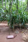 Im Herbs and Spices Garden