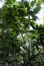 Im Herbs and Spices Garden