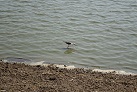 Im Minneriya-Nationalpark