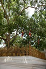 Der Sri Maha Bodhi