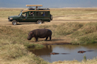 Flusspferd im Ngorongoro-Krater