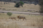 Löwen im Tarangire-Nationalpark